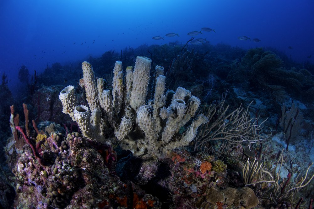 Coral reef in St.Vincent and the Grenadines