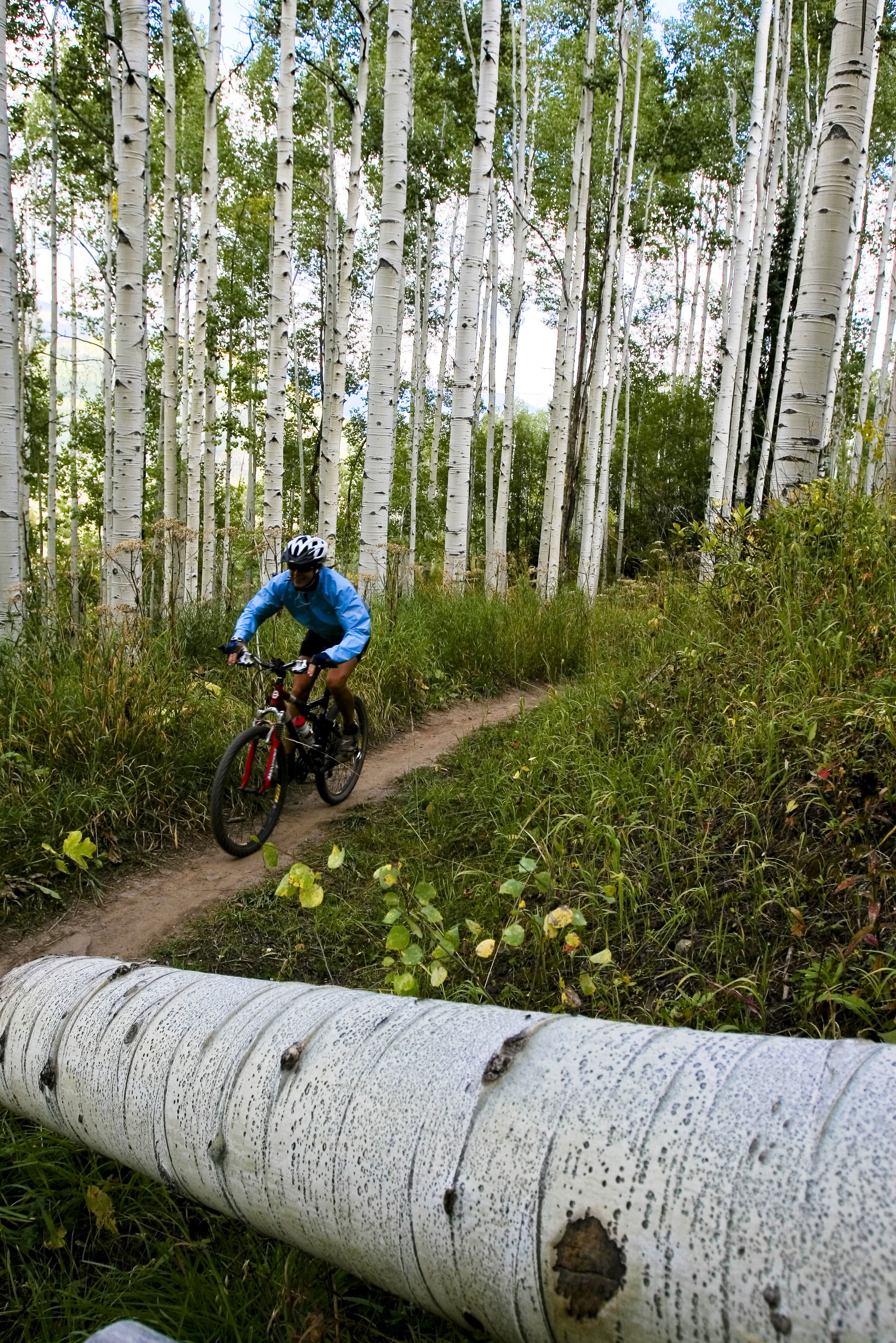 Mountain biking through an aspen grove in Vail