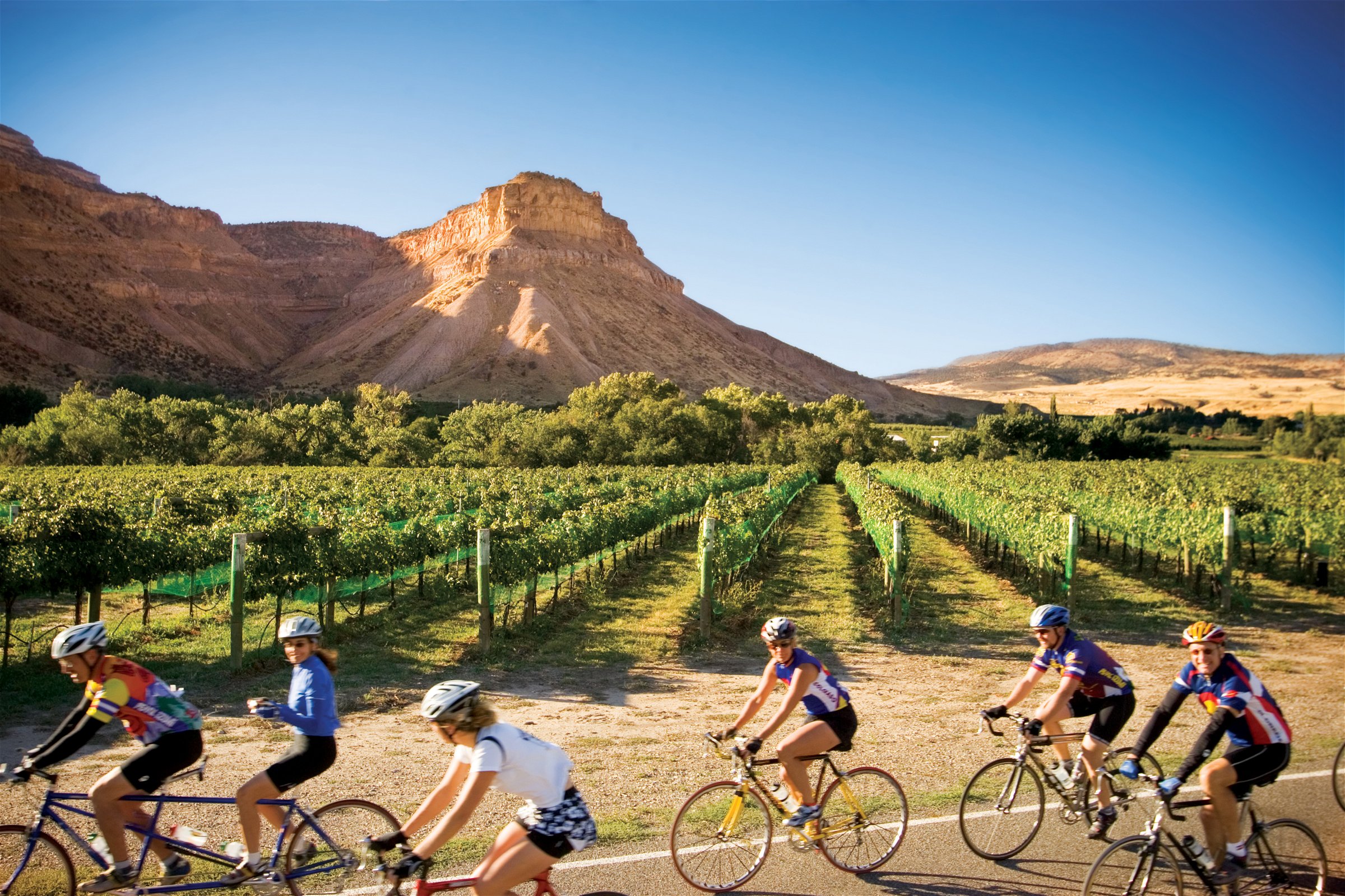 Road cycling near vineyards just outside of Grand Junction