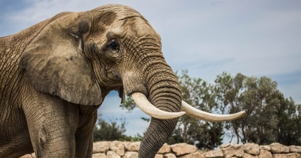 Image of Over 100 Travel Companies To Help End Cruel Elephant Shows