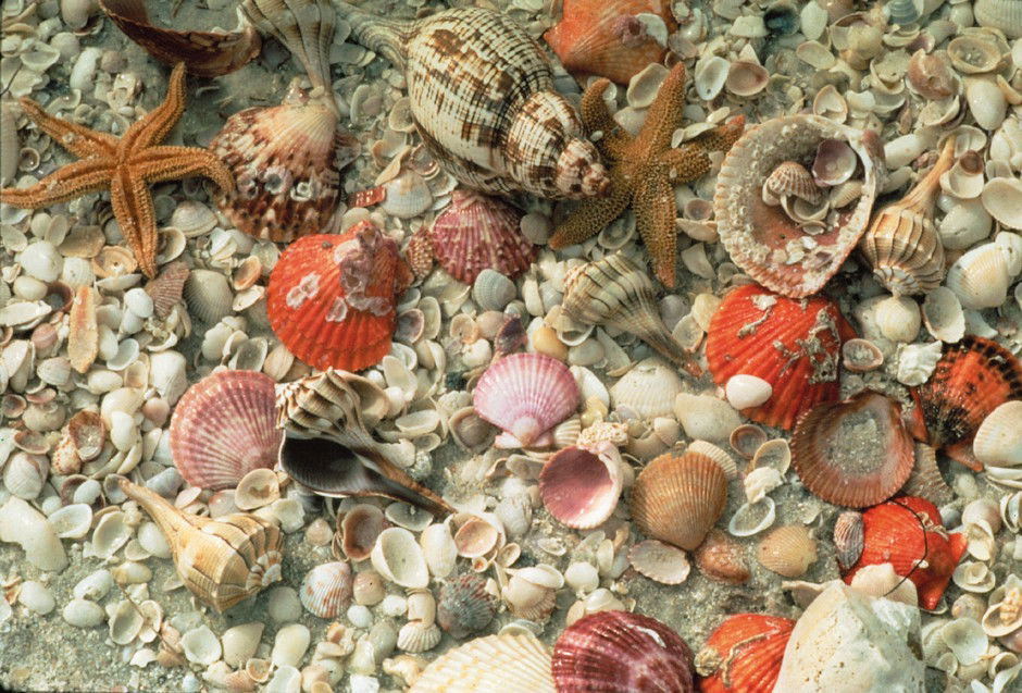 shells