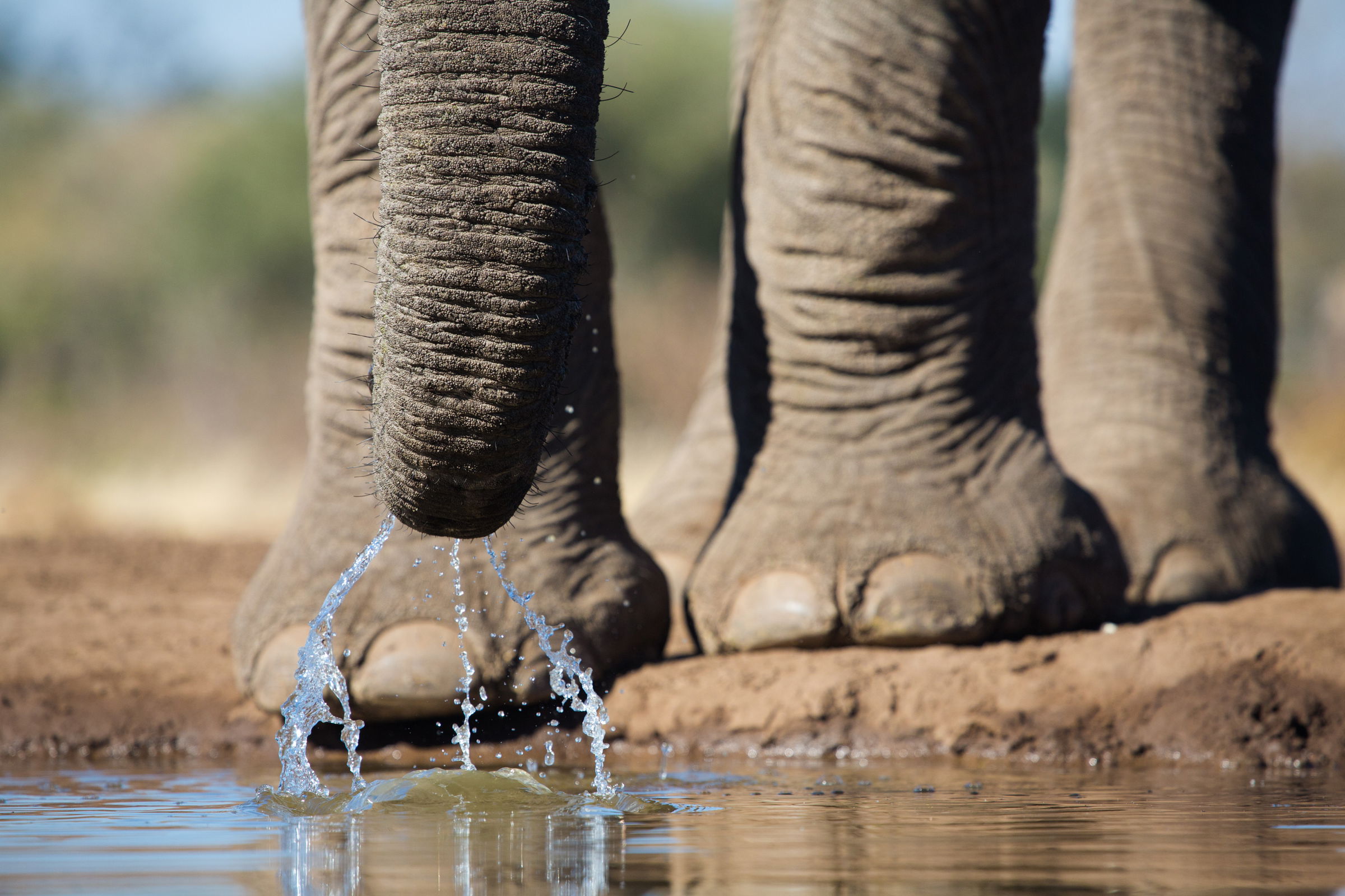 elephants