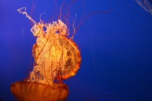 vancouver-jellyfish