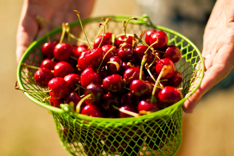 gct_flathead-cherries-hands-2