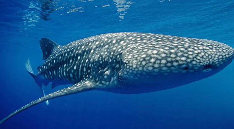 whale-shark