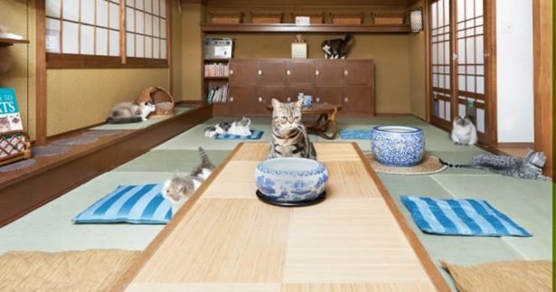 Image of A World Tour Of Adorable Cat Cafes That Will Soothe Your Spirit