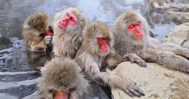 Image of 7 Fantastic Hot Springs From Around The World (One Has Monkeys!!!)