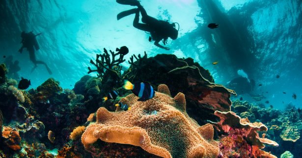 Image of 9 Stunning Diving Spots Around The World You Need To See At Least Once