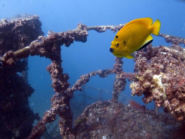 Yongala Australia, Amazing Dives, diving