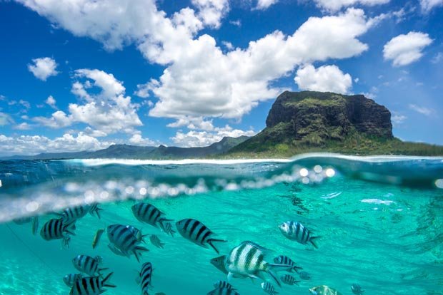 Hawaii Amazing Dives, diving