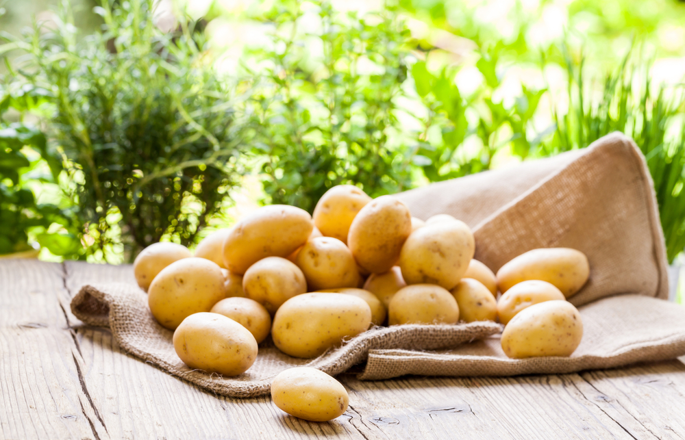 Potato Hotel