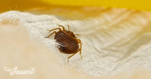 Image of Bedbugs, How to Avoid and Deal With Them While Traveling or at Home