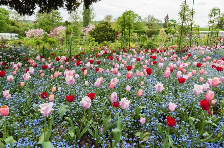 monet's garden