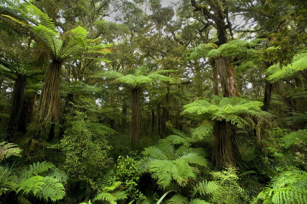 New Zealand