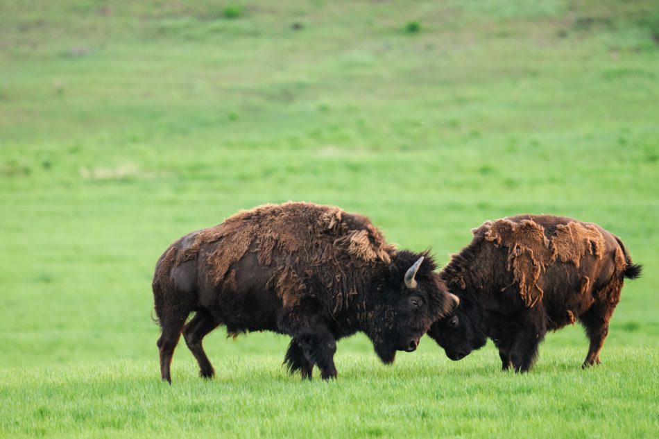 Canada 150 Grasslands National Park