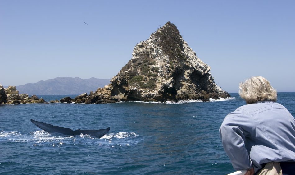 whale watching Family