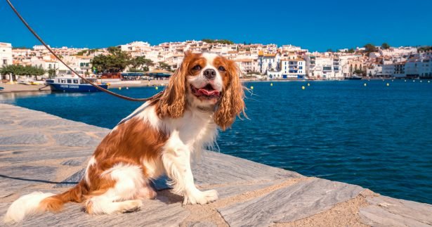 Image of Pet Sitting Abroad: How To Travel The World With A Free Stay