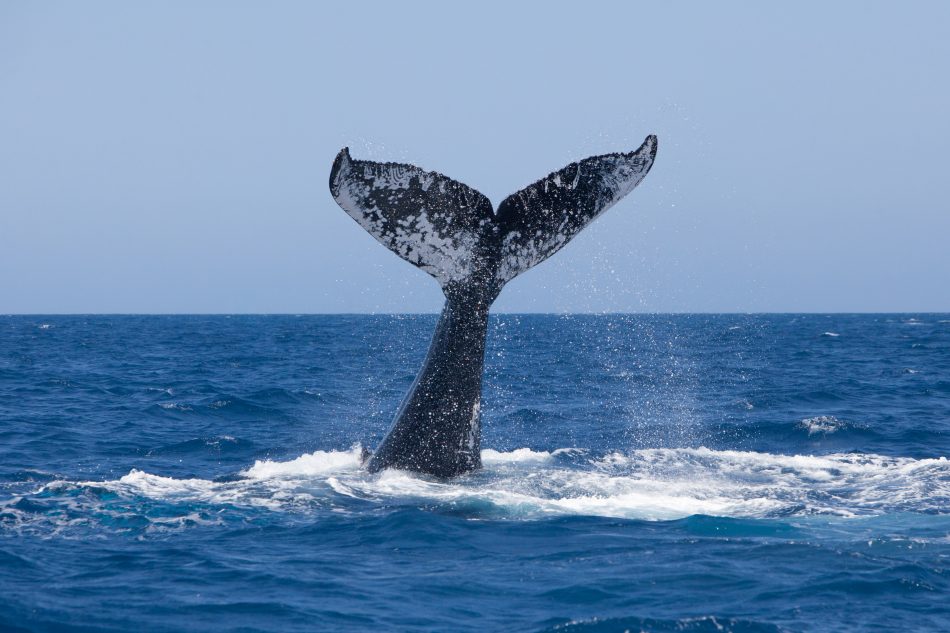 Canada 150 Whale