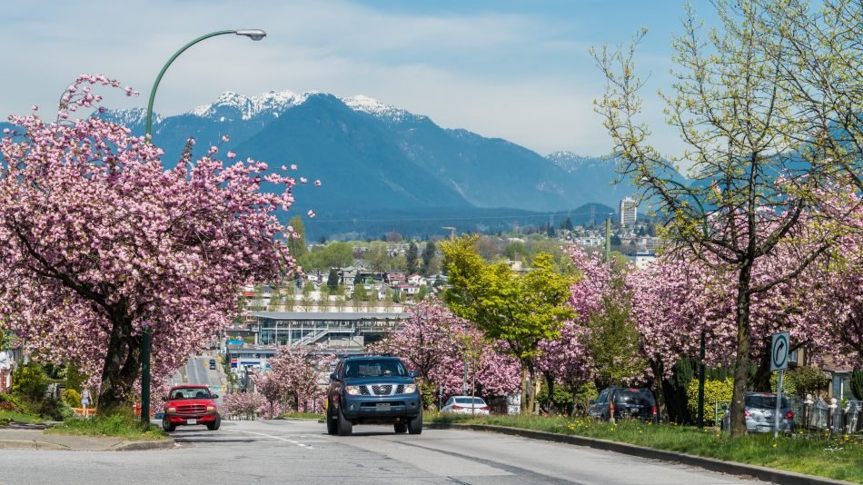 Canada 150 Cherry Blossoms