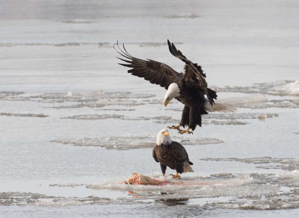 Mississippi Bald Eagle Family