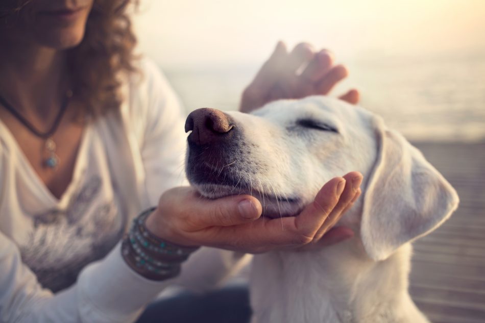 content dog Netherlands