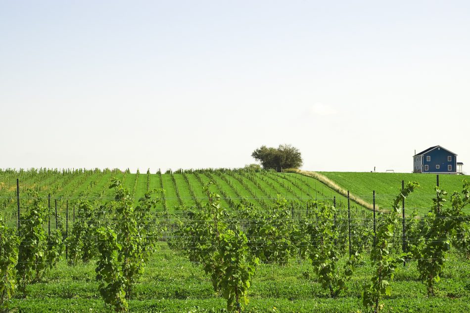 Canada 150 Hallifax Vineyard