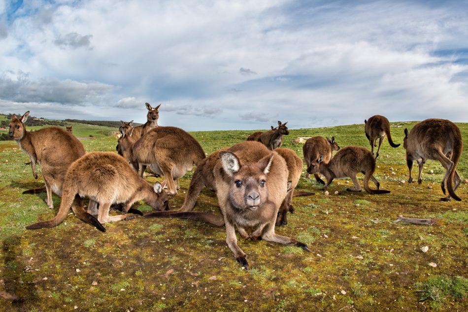 australia