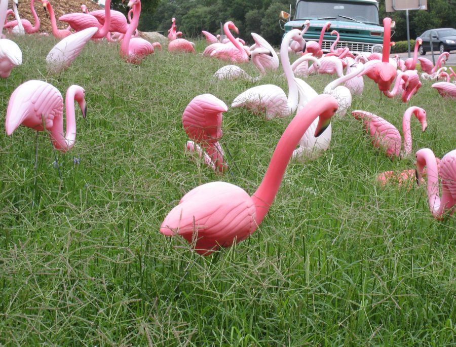 flamingos