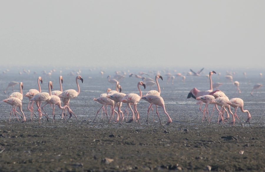 flamingos