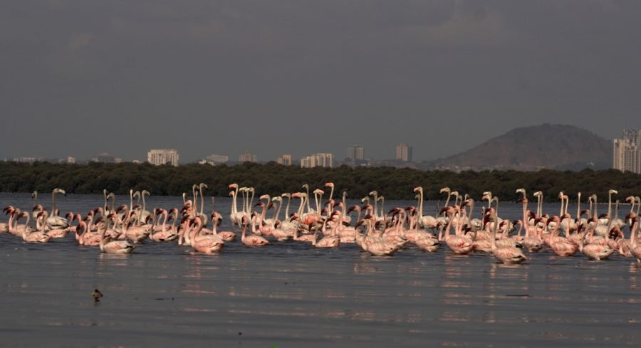 pink flamingos in Mumbai