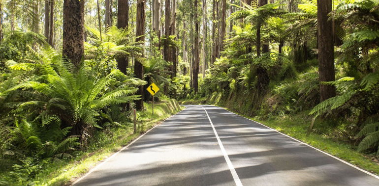 Melbourne Magical Forest