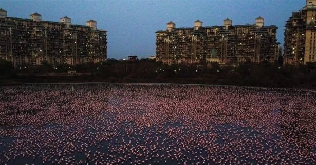 Image of Flamingos Colour the Landscape of Mumbai