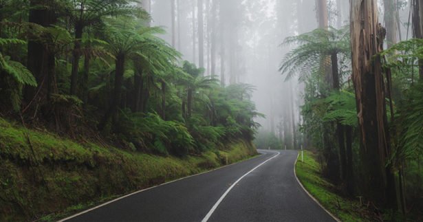 Image of An Hour East of Melbourne You’ll Find A Magical Forest