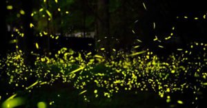 Fireflies in the Smoky Mountains