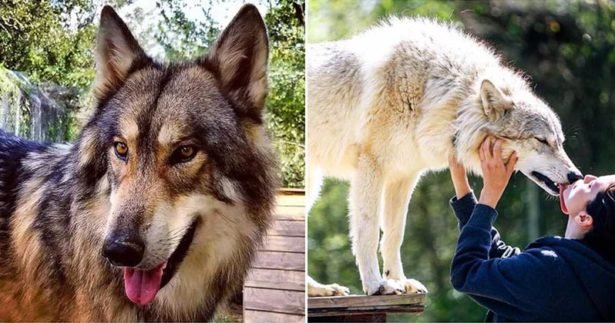 Image of Saint Francis Wolf Sanctuary in Texas Let’s You Hang Out For $10 (VIDEO)