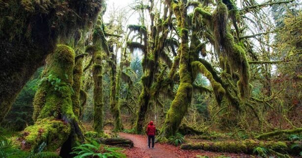Image of Hoh Rain Forest in Washington is Enchanting
