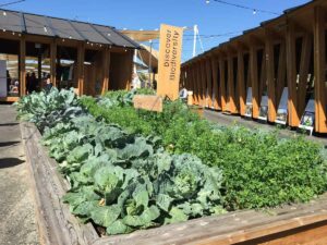 Piedmont slowfood movement