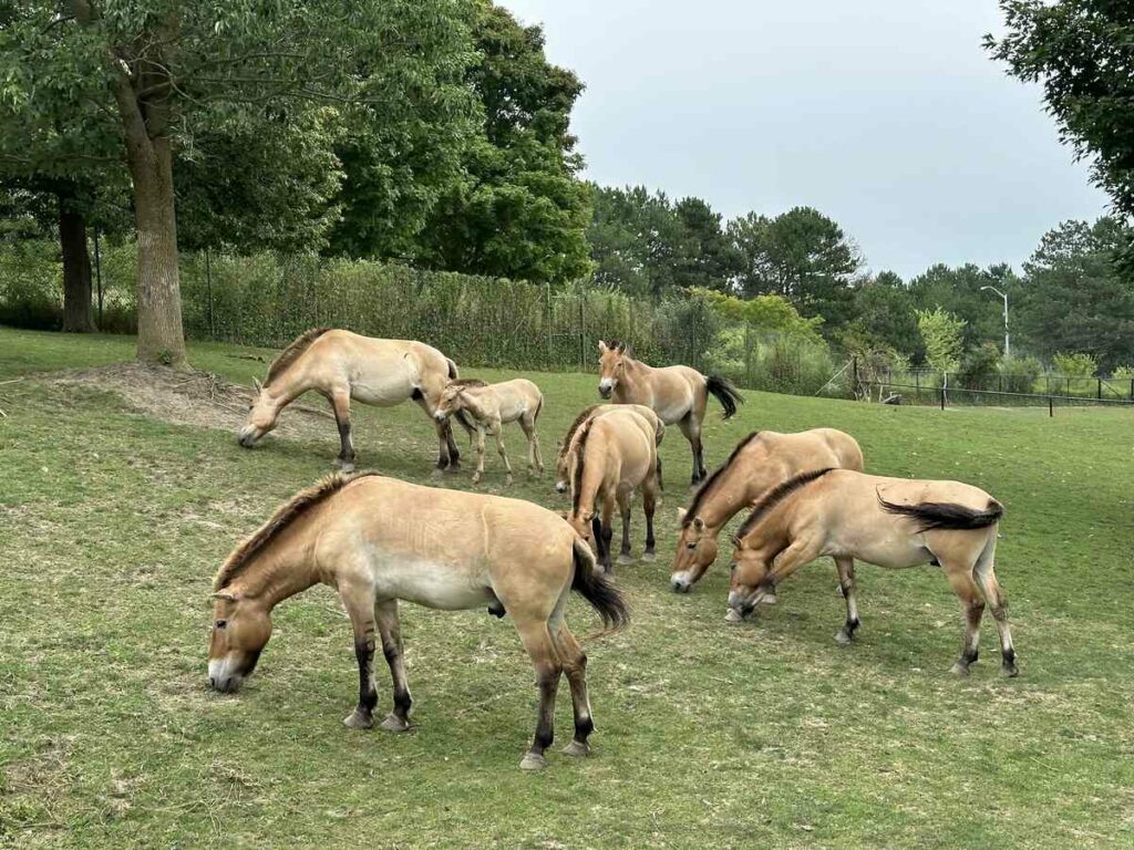 Toronto Zoo