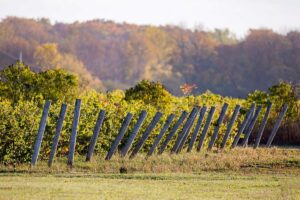 Prince Edward County