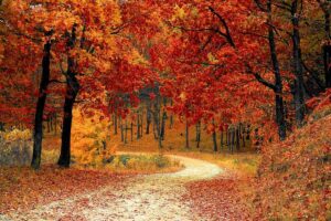 Fall Foliage