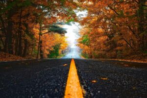 fall foliage