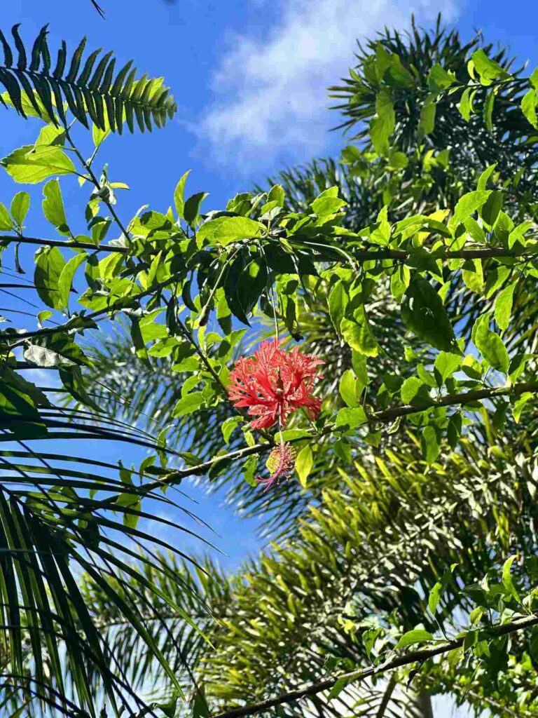 kauai