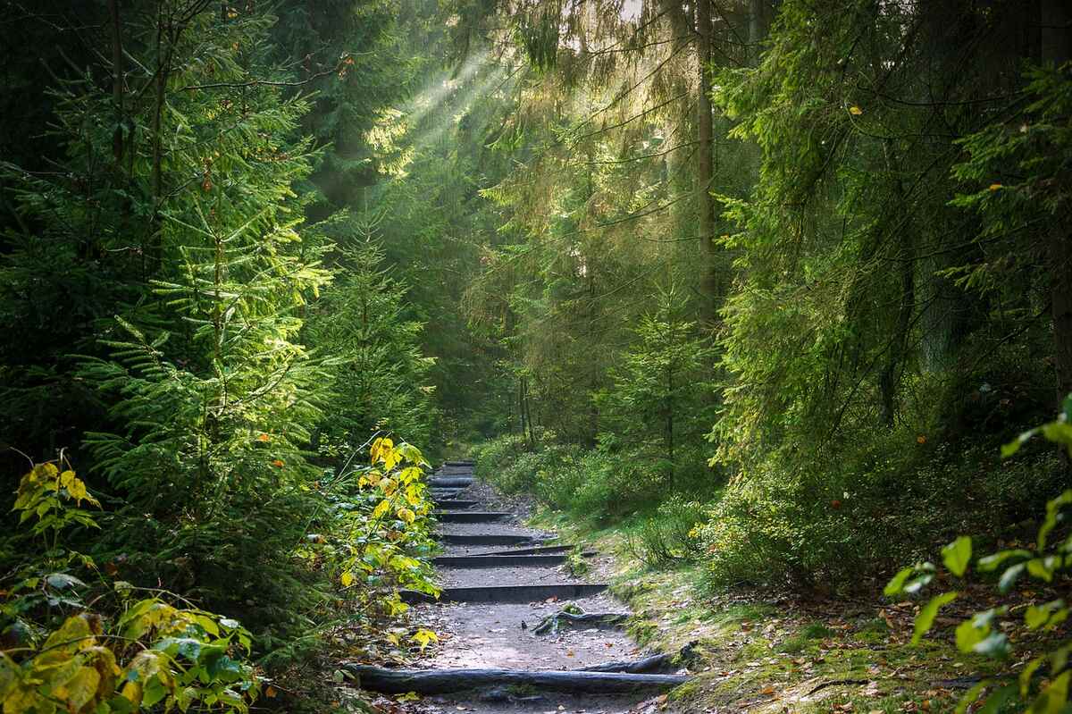 forest bathing