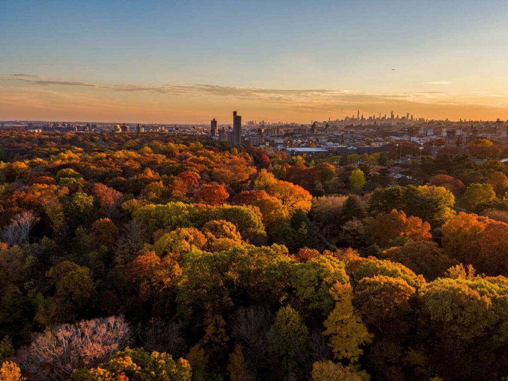 Exploring the bronx