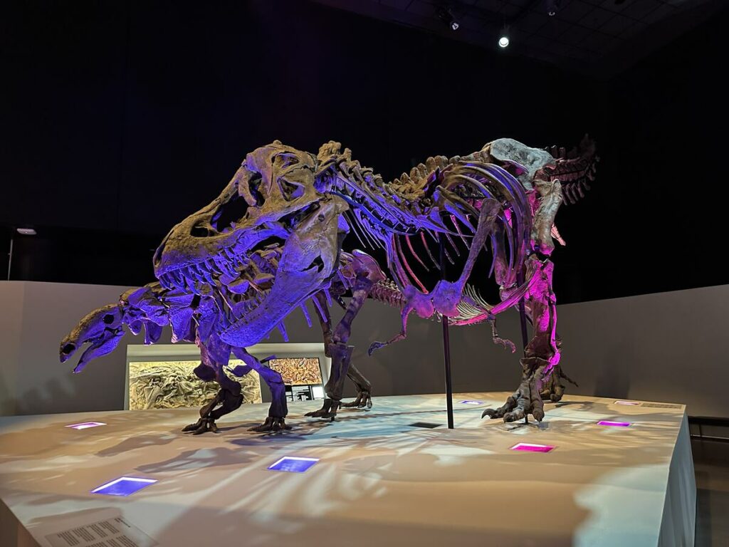 Why the Houston Museum of Natural Science is a Must-Visit