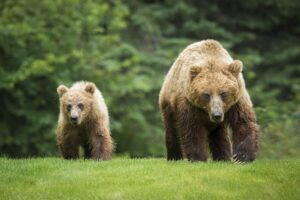 Discovering Wildlife Without Disturbing It