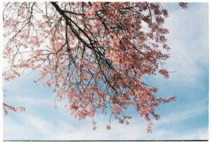 Toronto in Bloom: 8 Ways to Celebrate Spring in the City