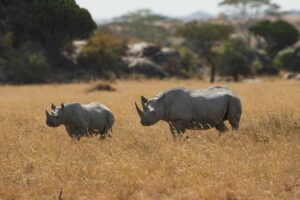 Discovering Wildlife Without Disturbing It