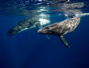 Discovering Wildlife Without Disturbing It