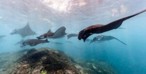 Discovering Wildlife Without Disturbing It